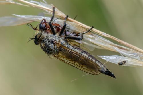 Eutolmus rufibarbis